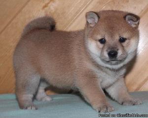 We have pure Shiba Inu puppies available