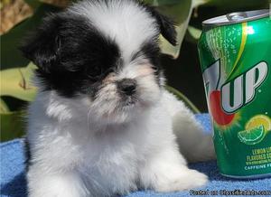 We have pure Shih Tzu puppies available