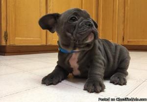dxvs Both Female And Male French Bulldogs Available, males
