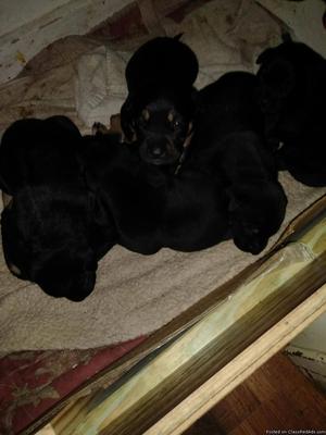 free puppies to good home