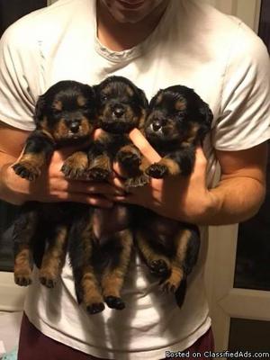 rottweiler puppies available now