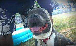 triple blue male pit bull