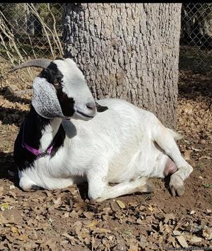 ADGA registered dairy goats (2 female)