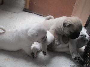 AKC sweet loving male and female Pug puppies ready for