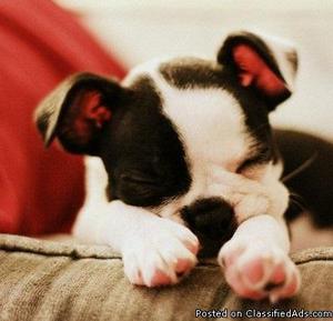 Adorable Male And Female Boston Terrier Puppies For Sale