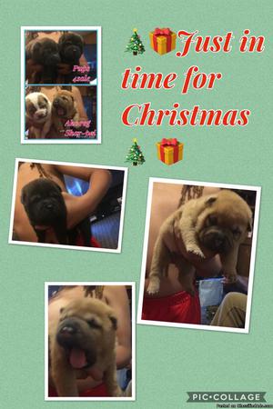 Akc reg Shar-pei pups