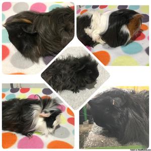 Longhaired Guinea Pigs