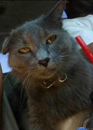 Lost Grey Russian Longhair Cat