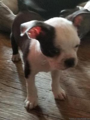 Male Boston Terrier