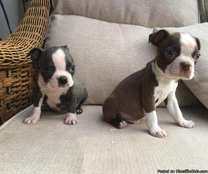 Male and female Boston Terrier available