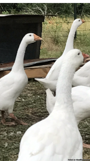 Pair of white Chinese geese 1 year old (male & female)