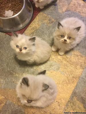 Persian and himalayan kittens
