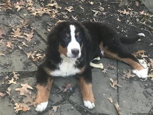 4 Month Old Bernese Mountain Puppy