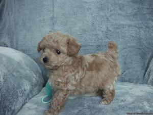 Amazing two females and a male poodle babies ready