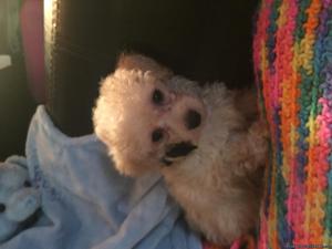 MALE TEACUP CREAM CKC POODLE