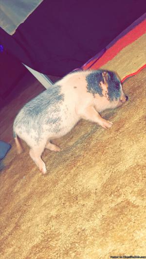 Pot belly pig