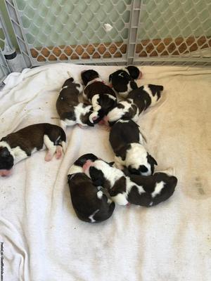 Saint Bernard Puppies