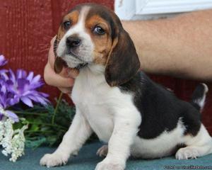 Beagle Puppies for Sale