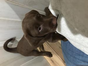 Chocolate Lab puppy for sale