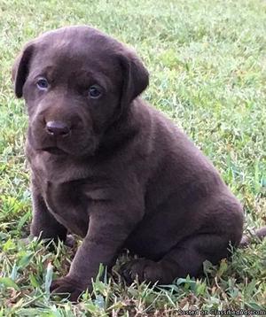 Chocolate Labrador Retriever puppies for sale