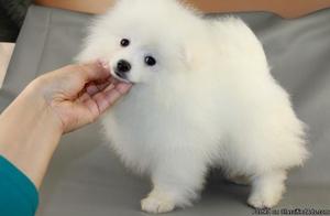 Pomeranian Puppies for Sale
