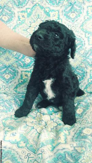 Standard Poodle pups, AKC, Ch. lines