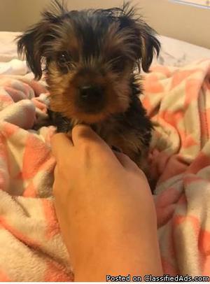Adorable Teacup Yorkie Needs Forever Home