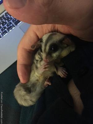 Female Sugar Glider With Cage and Accessories