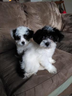 Papipoo Toy Puppies
