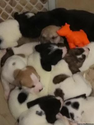Adorable boxer mix puppies