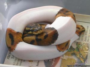 Female pied ball python