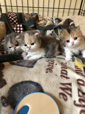 Himalayan kittens