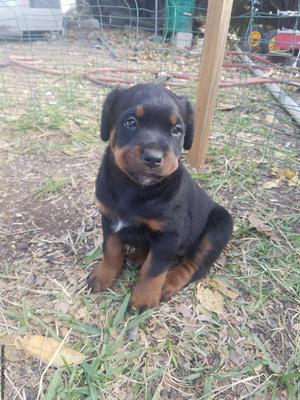 Rottweiler puppies