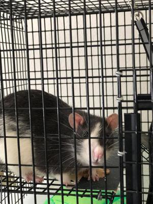 2 Male Rats