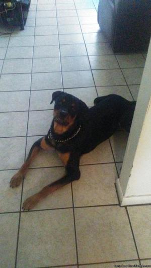 2 year old Rottweiler House trained knows all basic commands