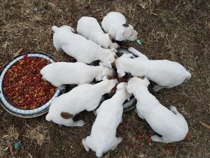 Boxer puppies