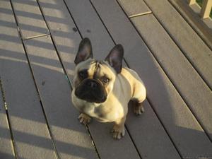 French Bulldog- 8 month old black-masked fawn