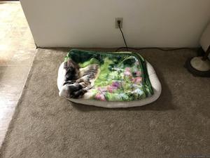 Kitty Houses and Tunnels and Beds with Blankets Sale on