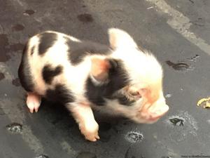 Minature Piglets for sale[READY TO GO THIS WEEK.]
