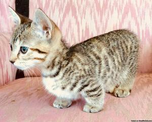 Munchkin kittens