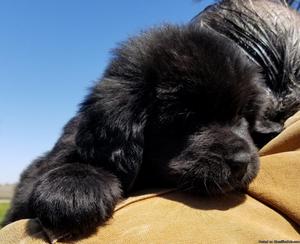 Newfoundland Puppies