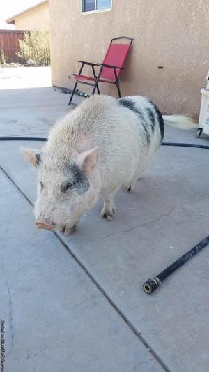Pig for sale