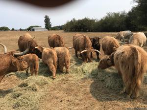 Scottish Highland cattle for sale