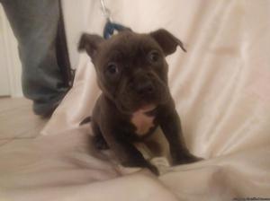 UKC American Pit Bull Terrier Puppies