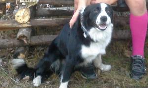 3 yr old Male Border Collie (text )