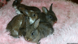 Baby Rex bunnies for sale