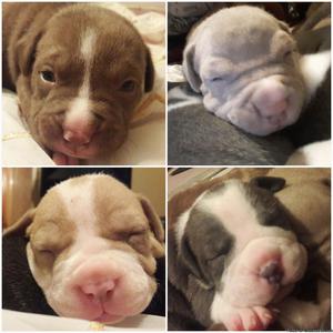 Bully Pups Available Dec 