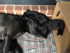 English black lab puppies for sale!!!