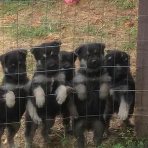 German Shepard puppies