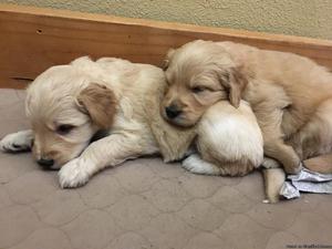 Goldendoodle puppies: Beautiful, healthy